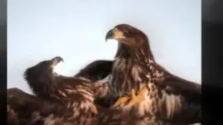 Орел птица дерзновенная