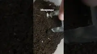 мокрицы