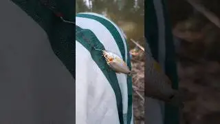 Fishing lover