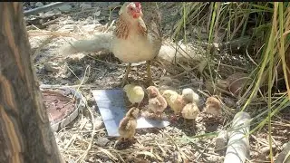 Transición de Crecimiento Antes y Después 🐥🐤🐓