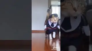 fancy walk by cat