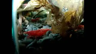 Neocaridina davidi Red (Красный огонь, кристалл, креветка, индонезийский остров Сулавеси).