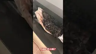 Shrunken head? Cabin filter issue