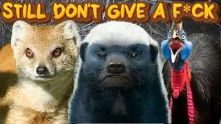 5 MORE Animals That Still Don't Give A F*CK (Unhinged Perspective)