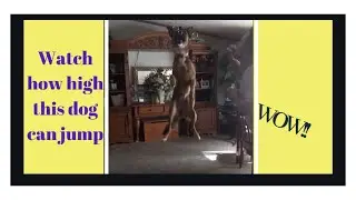 German Shepherd pitbull mix can jump extremely high!