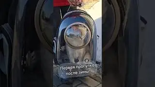 Первая прогулка после зимы! #cats