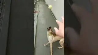 Playing catch at the animal shelter