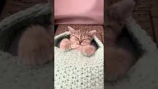 Наша тигрица спит😻 