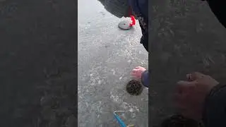 щукарь