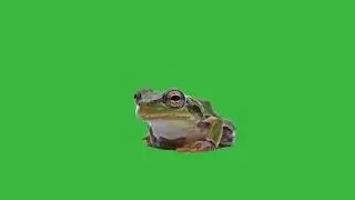 GREEN SCREEN FROG ANIMATED NO SOUND  HD | FREE TO USE GRAPHICS ANIMATION