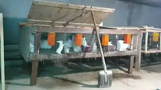 Mini quyonchilik fermamzda hikol quyon bollari 15 kunlikdan otdi. 