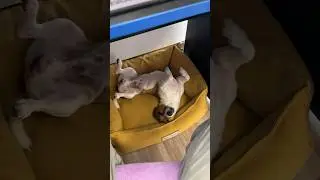 Джек Рассел - Работник, передовик, охранник и верный друг! #собака #джекрассел #прикол #животные