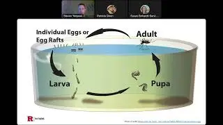 Mosquitoes Are Not a Barrel of Fun: Ways to Reduce Mosquitoes in Rain Barrels