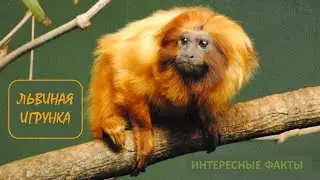 ЛЬВИНАЯ ИГРУНКА🐒/Животные life/Приматы/Животные/Интересные факты
