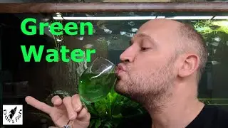 How to Make GREEN WATER | Perfect Live Food for Baby Fish!!!