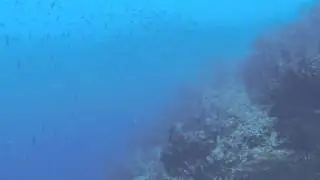 School of Fish at Turneffe Atoll, Belize