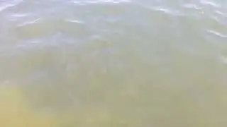 Толстолобик .Невероятное скопление рыбы