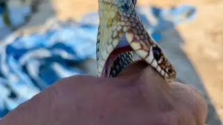 Bu sefer fena ısırdı 🐍