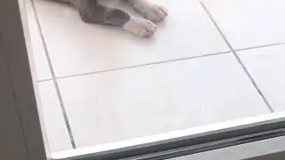ANNEM KÖPEKTEN KORKUYOR, KÖPEK ANNEMDEN KORKUYOR