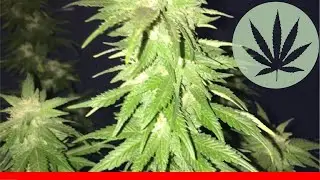 Harlequin - All About This Strain