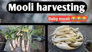 Mooli ke bache😂😂😂 | mooli harvesting | organic terrace mooli