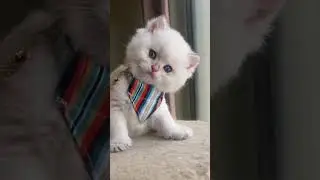British short hair kitten compilation