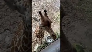 Lovely Giraffe Baby #giraffe #giraffefeeding #giraffespecies #giraffelove #youtubeshorts