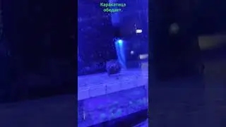 Кормление каракатицы в "Калипсо Аква"