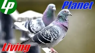 Doves pecking a slice of bread :)
