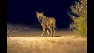 I recorded jackals howling at night with my Zoom H2n