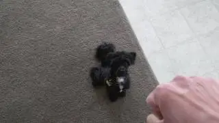Training my dog with hand gestures