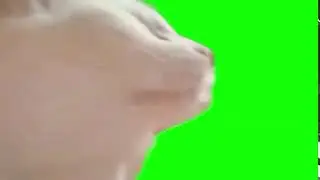 кот ебенит бошкой