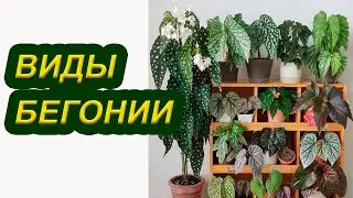 БЕГОНИЯ. Виды бегоний. Декоративно-лиственная и цветущая бегонии.