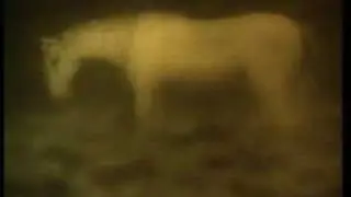 Ежик в тумане