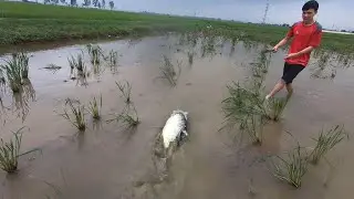Bất ngờ thấy Ruộng lúa bỏ hoang có nhiều Cá to quá, bắt và Nướng luôn ở Ruộng