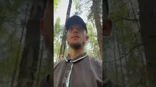 Грибы лес природа 