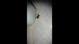 video de aranha dançando funk no banheiro, fda-se