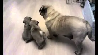 Family funny pug part 1 // Семейка забавных мопсов часть 1
