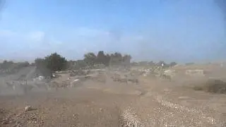 Стадо овец и старые ворота