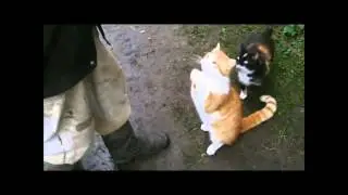 Funny animals 4// Смешные животные 4