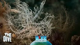 Tips for Macro Dive Spotter #TheDivePH