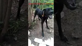 Why this dog is so angry ?? 😱😱💪 (part - 2) #Shorts #dogvideo