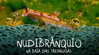 Nudibranch at Baía das Tartarugas, in Vitória, ES - Brazil