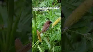 How to attract finch to your garden 
