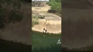 TikTok | Baby ducks rolling down slope