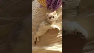 💝наши малыши💝 голубая золотая шиншилла💝 д/р 17.01.24