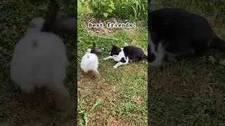 Car and rabbit playing hide and seek #shorts #cat #pets