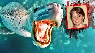 Kristy Brown TRAGICALLY DROWNS from Leopard Seal Attack