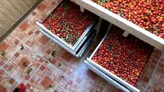 Шиповник и сушилка Дачник 4