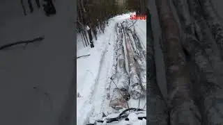 За дровами на МТЗ-82